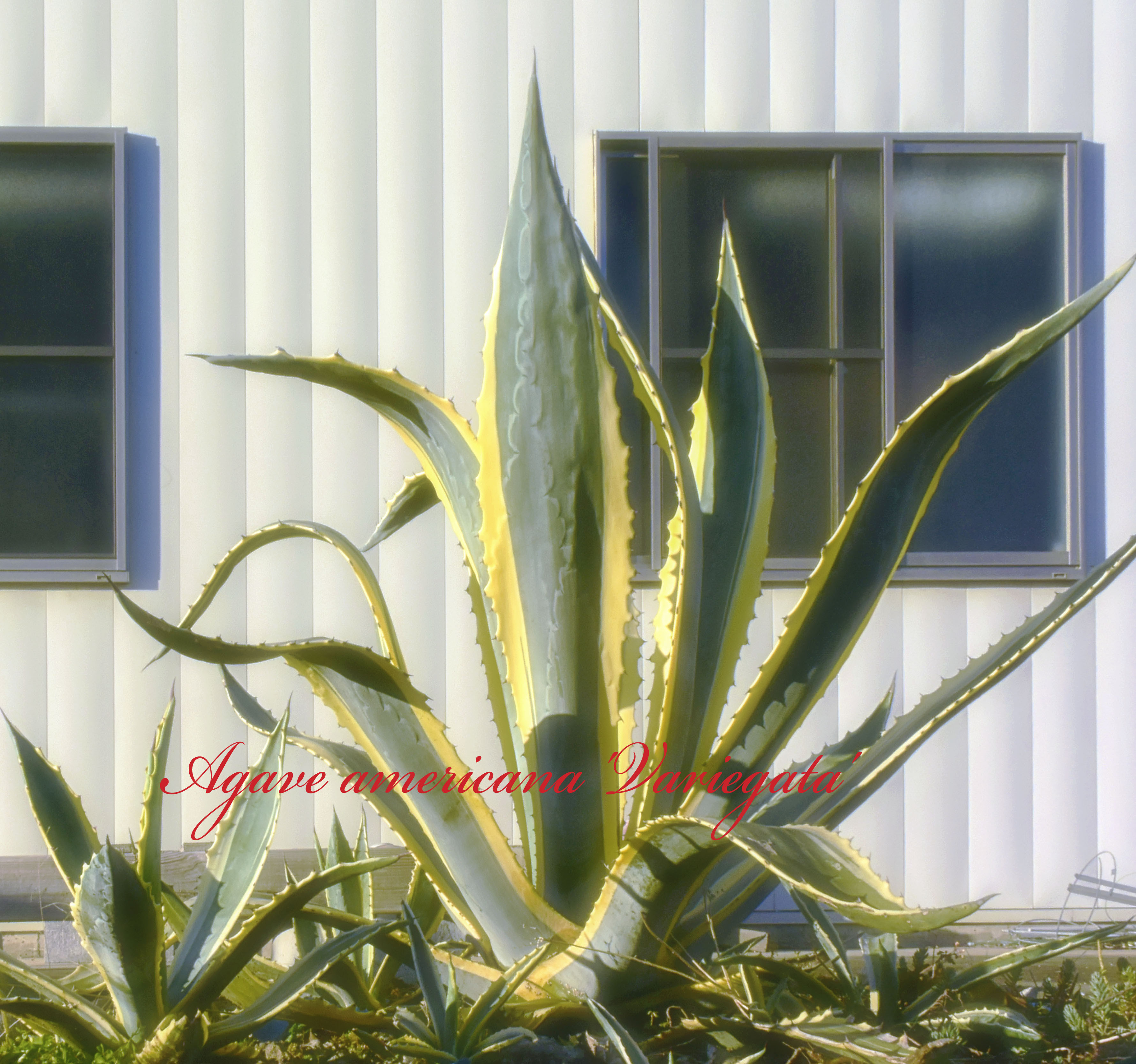 二階堂アガベ（アメリカーナ・バリエガータ）リュウゼツランAgave
