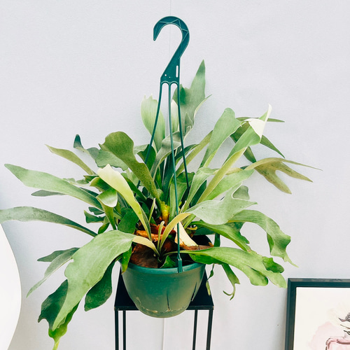 現品］99番 ビカクシダ ネザーランド 7号 コウモリラン 観葉植物 室内