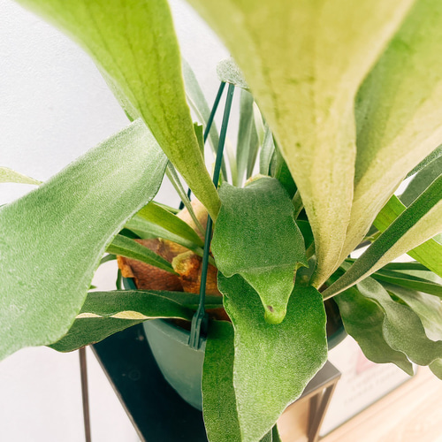 現品］99番 ビカクシダ ネザーランド 7号 コウモリラン 観葉植物