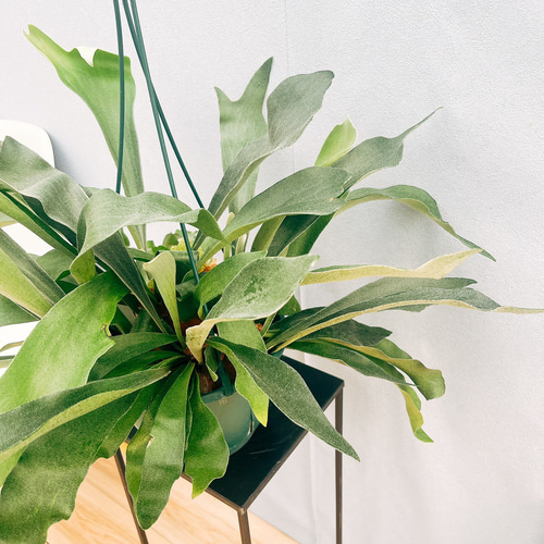 現品］99番 ビカクシダ ネザーランド 7号 コウモリラン 観葉植物 室内