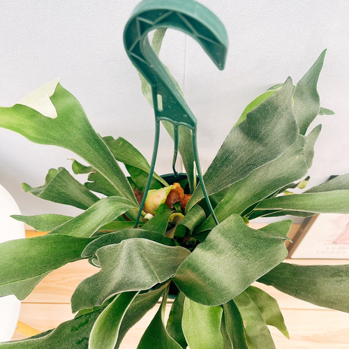 ビカクシダ　ネザーランド ビカクシダ ネザーランド POTセットならFlower&Plants tette │「手