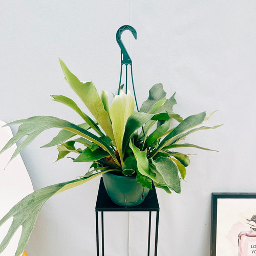 ビカクシダ　ネザーランド ビカクシダ ネザーランド – MOLLIS