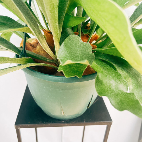 現品］99番 ビカクシダ ネザーランド 7号 コウモリラン 観葉植物 室内