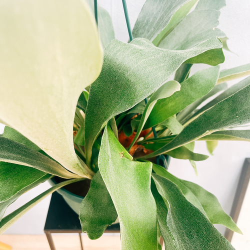 現品］99番 ビカクシダ ネザーランド 7号 コウモリラン 観葉植物 室内