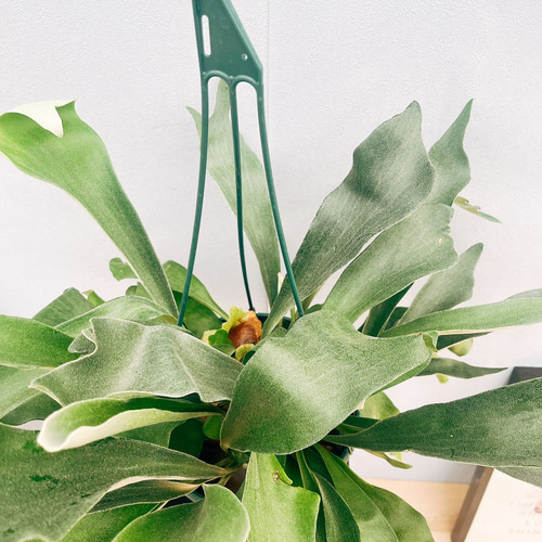 ビカクシダ ネザーランド 7号 現品］99番 ビカクシダ ネザーランド 7号 コウモリラン 観葉植物