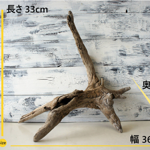 流木 あく抜き処理 煮沸消毒済 テラリウム 爬虫類 登り木 レイアウト