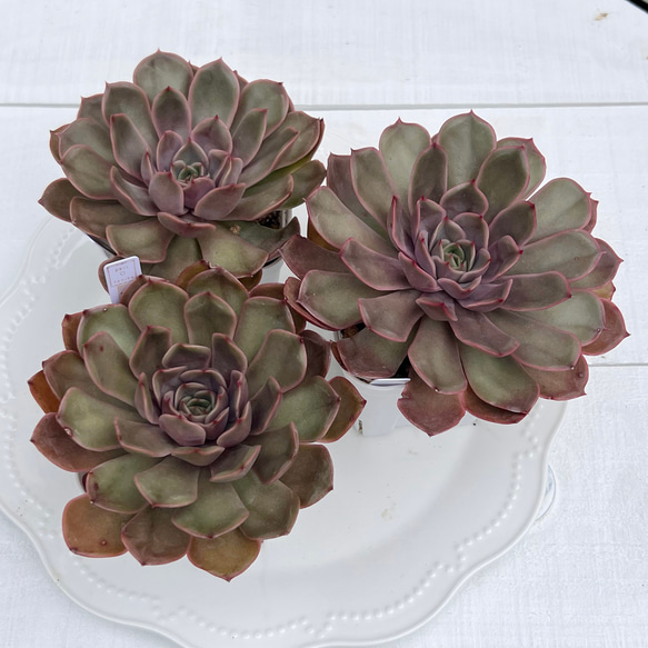 多肉植物 ルノワール 韓国苗 多肉植物 pariʚ❤︎ɞtaniku