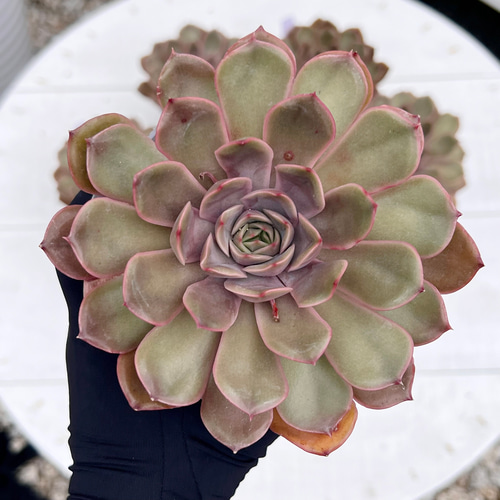 多肉植物 ルノワール 韓国苗 多肉植物 pariʚ❤︎ɞtaniku