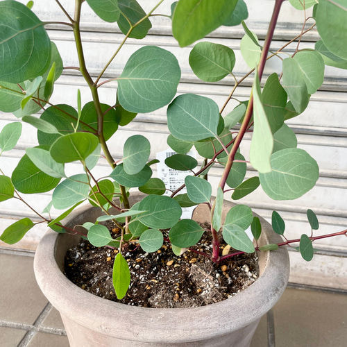 ユーカリ　ポポラス　/97 ユーカリ ポポラス /97