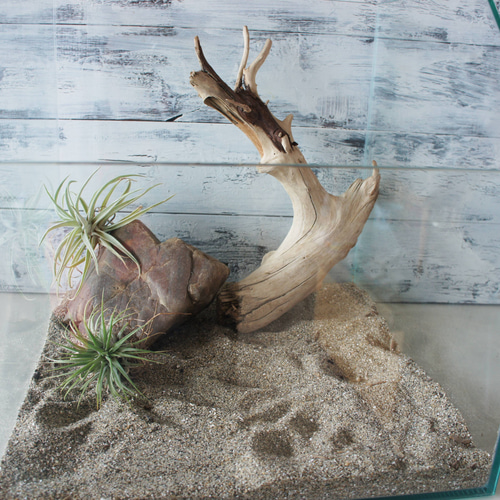 流木 あく抜き処理 煮沸消毒済 テラリウム 爬虫類 登り木 レイアウト