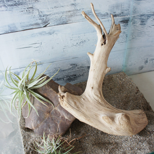 天然流木 アクアリウム ADA インテリア 煮沸済 【49】 NATURE IN