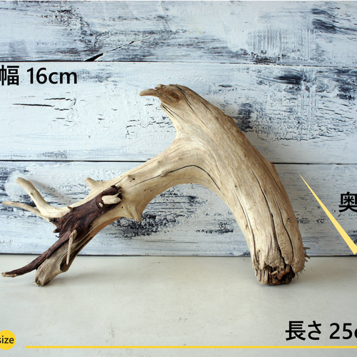 流木 あく抜き処理 煮沸消毒済 テラリウム 爬虫類 登り木