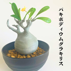 一点物 アートオブジェ グラキリス モチーフ マーブルカラー インテリア置物 一点物 アートオブジェ グラキリス モチーフ マーブルカラー