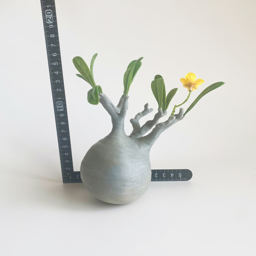 ✴︎値下げ✴︎パキポディウムグラキリス　現地球　丸型　コレクション リアル塊根！1 パキポディウム グラキリス風オブジェ その他インテリア