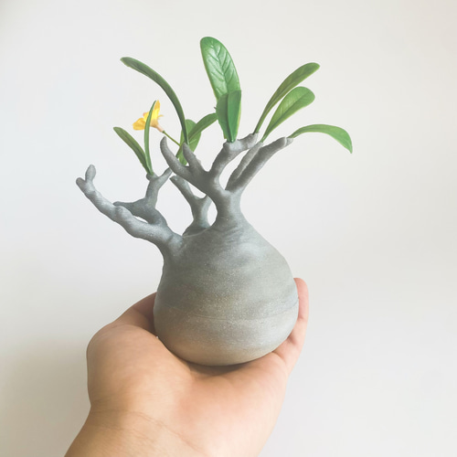 Meraki樣確認專用手作植木鉢 検索（塊根植物パキポディウム グラキリス ） 手作植木鉢 LLLサイズ 検（ 塊根植物 グラキリス パキプス アガベ)