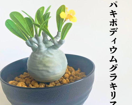 リアルまんまる塊根！1パキポディウム グラキリス風オブジェ その他