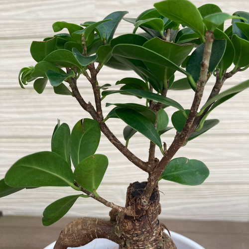 センカクガジュマル 接ぎ木 観葉植物☆ アートフラワー njt1