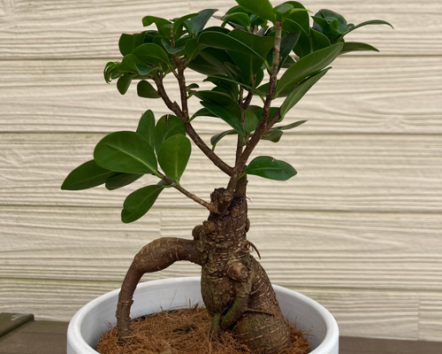 センカクガジュマル 接ぎ木 観葉植物☆ アートフラワー njt1