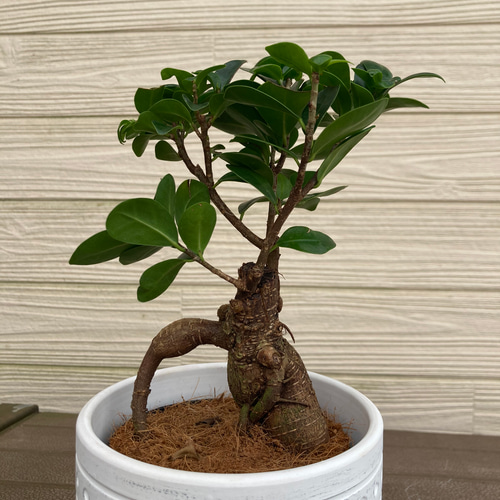 センカクガジュマル 接ぎ木 観葉植物☆ アートフラワー njt1
