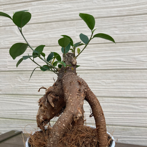 ガジュマル 観葉植物の販売・ギフトならフラワーコーポレーション / 観葉