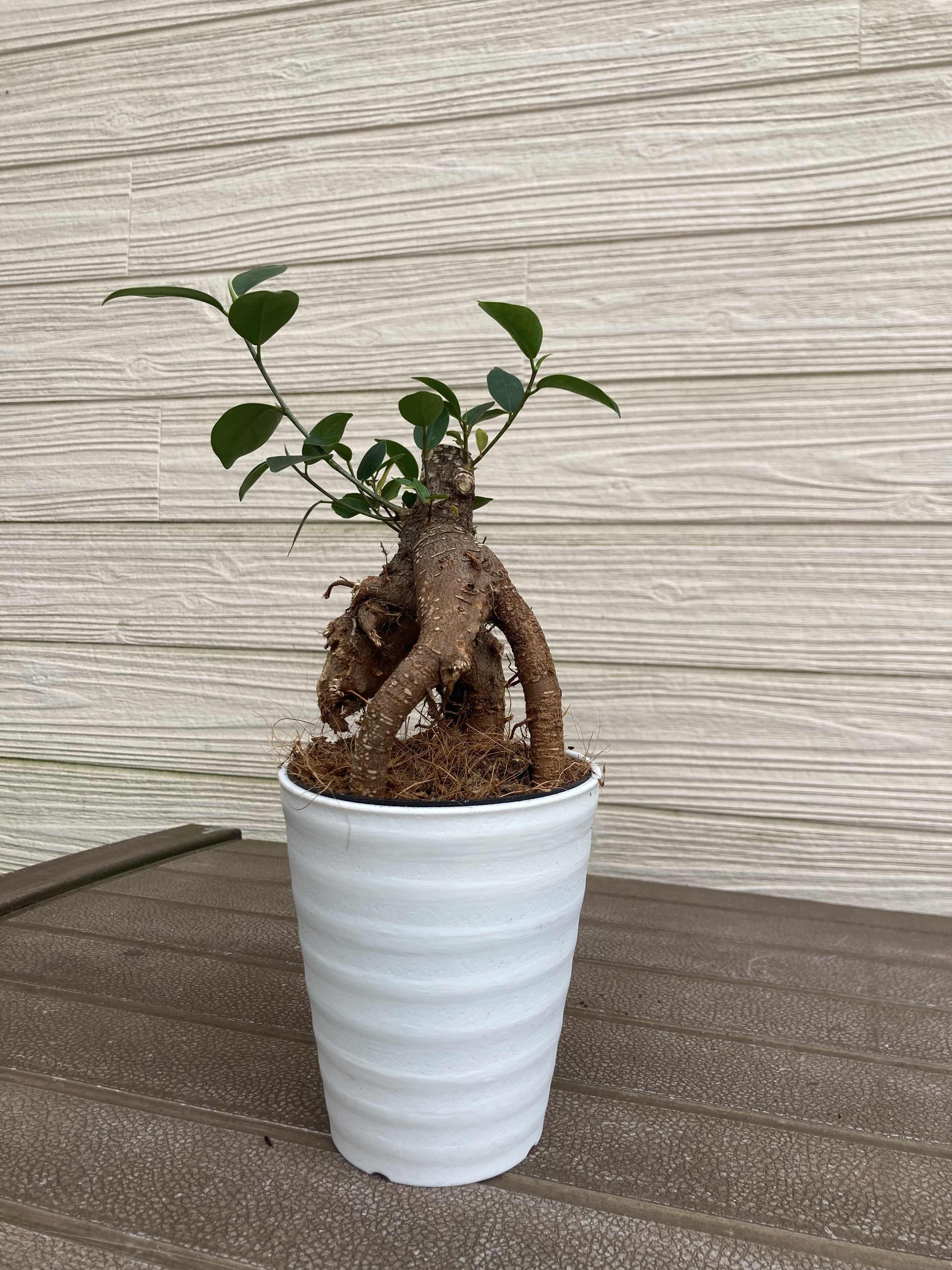 ガジュマル ガジュマル Amazon.co.jp: ガジュマル 尖閣ガジュマル センカク