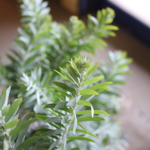 1点のみ ミモザ アカシア の木 ＜ブルーブッシュ＞ シルバーリーフ