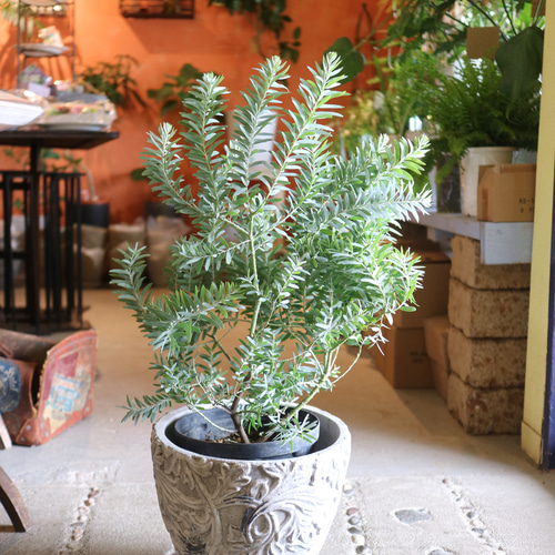 1点のみ ミモザ アカシア の木 ＜ブルーブッシュ＞ シルバーリーフ