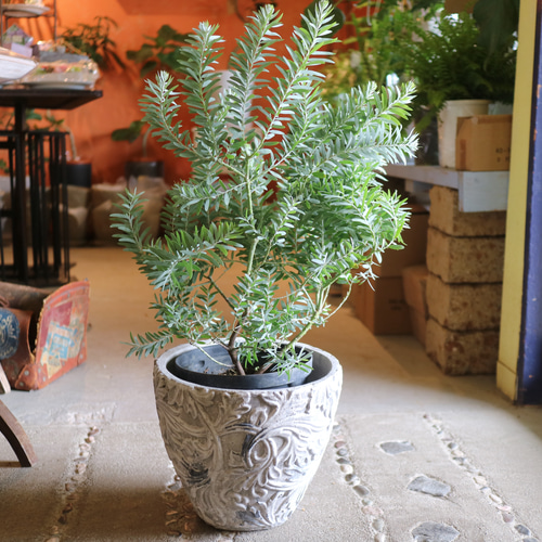 アカシア ブルーブッシュ 整った樹形 100cm ❗ 美しいシルバーリーフ