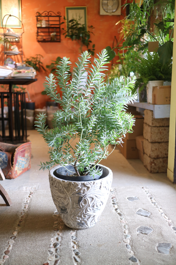 アカシア ブルーブッシュ 整った樹形 104cm ❗ 綺麗なシルバーリーフ アカシア ブルーブッシュ 綺麗な樹形 180cm 10号❗ 大型