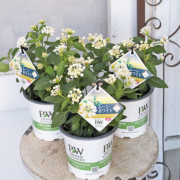 花苗 花苗 PW スーパーランタナ ムーンホワイト 4号 栄養系 白 多年草