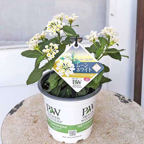 ヒ*ロ様 ❤️開花株❤️♈️ 707 ⭐️超レア⭐️ダーク【クレオパトラ】特に花 ♈️ 707 ⭐️超レア⭐️ダーク⭐️【クレオパトラ】特に花弁数