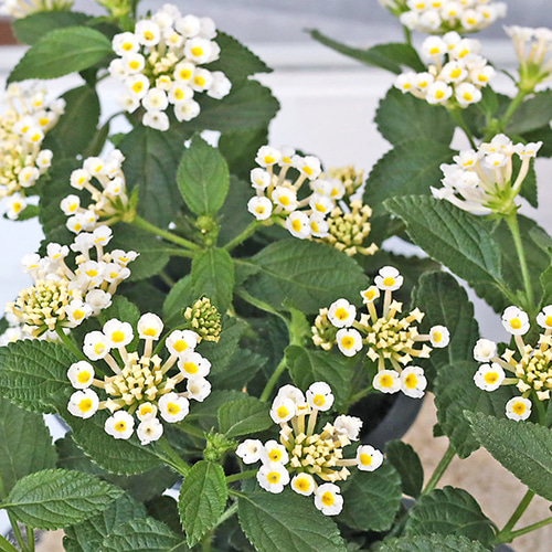 花草 花苗 PW スーパーランタナ ムーンホワイト 4号 栄養系 白 多年草