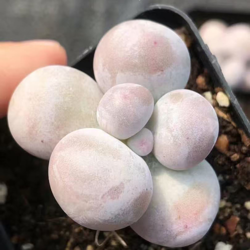 多肉植物 ぷくぷく系 生クリームチーズ 葉挿し 10点 多肉植物 愛多肉