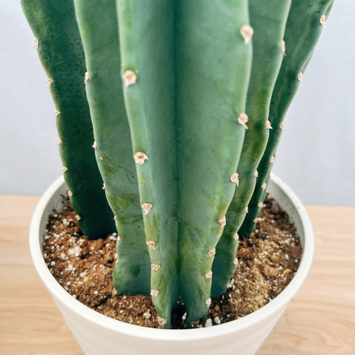 現品］5番 柱サボテン 鬼面角 3本立て 7号 観葉植物 多肉植物 鉢