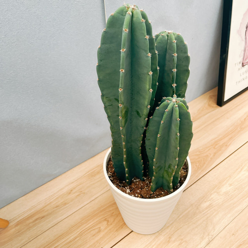 現品］5番 柱サボテン 鬼面角 3本立て 7号 観葉植物 多肉植物 鉢