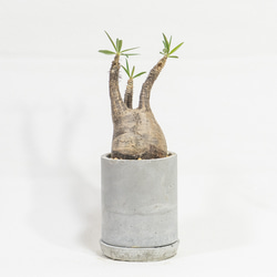 ≪ レア植物 ≫癒しのコーデックス・グラキリスの鉢植え（現地株／発根