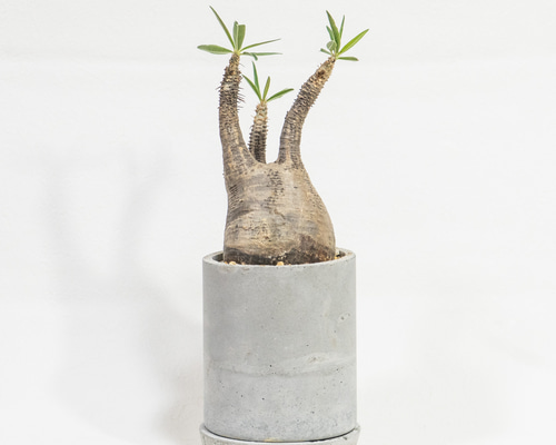 ≪ レア植物 ≫癒しのコーデックス・グラキリスの鉢植え（現地株／発根