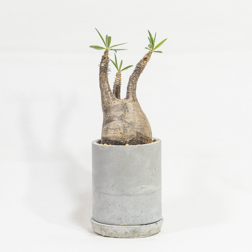 ≪ レア植物 ≫癒しのコーデックス・グラキリスの鉢植え（現地株／発根