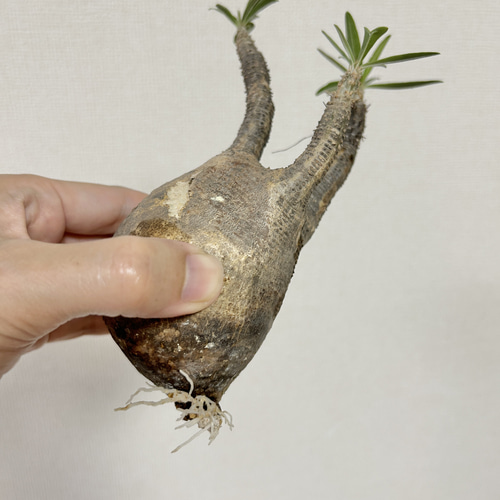 ≪ レア植物 ≫癒しのコーデックス・グラキリスの鉢植え（現地株／発根