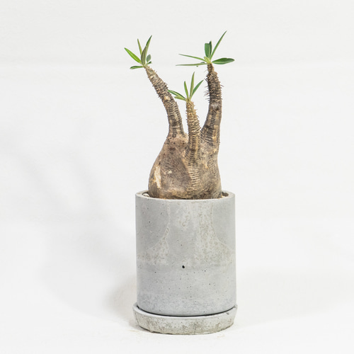 ≪ レア植物 ≫癒しのコーデックス・グラキリスの鉢植え（現地株／発根