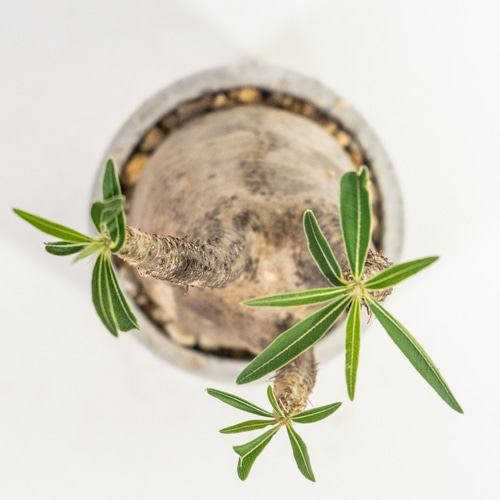 ≪ レア植物 ≫癒しのコーデックス・グラキリスの鉢植え（現地株／発根