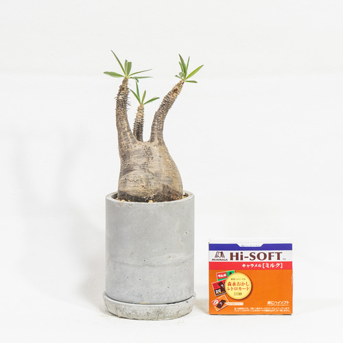 ≪ レア植物 ≫癒しのコーデックス・グラキリスの鉢植え（現地株／発根