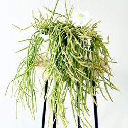 Premium Plants】エバーフレッシュ ネムノキ 観葉植物 大型 c その他