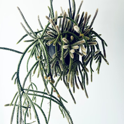 希少】パキラ ミルキーウェイ 実生 新芽 Sサイズ 観葉植物 calm