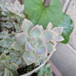 多肉植物 不死鳥 抜き苗 3本 多肉植物 ミクロ 通販 14290782｜Creema