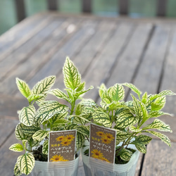 ヘリオプシス「サンバースト」斑入りの葉 イエローの花弁 リーフとして