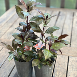 山葡萄の蔓 B級品 1キロ 山葡萄の蔓 B級品 1キロ