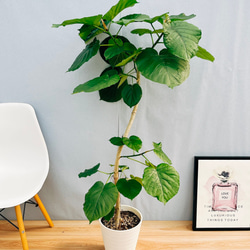 現品］1番 フィカス ウンベラータ 曲がり 8号 観葉植物 室内 大型 ゴム