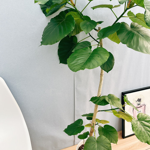 現品］1番 フィカス ウンベラータ 曲がり 8号 観葉植物 室内 大型 ゴム