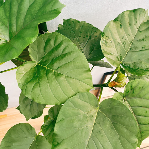 現品］1番 フィカス ウンベラータ 曲がり 8号 観葉植物 室内 大型 ゴム